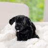 imageMelissa ampamp Doug Benson Black Lab  Stuffed Animal Puppy Dog
