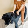 imageMelissa ampamp Doug Giant Black Lab  Lifelike Stuffed Animal Dog over 2 feet tallStuffed Animal Dog