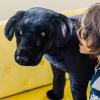 imageMelissa ampamp Doug Giant Black Lab  Lifelike Stuffed Animal Dog over 2 feet tallStuffed Animal Dog