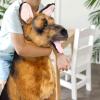 imageMelissa ampamp Doug Giant German Shepherd  Lifelike Stuffed Animal Dog Over 2 feet Tall